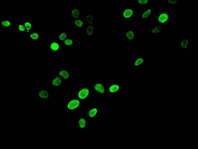 HIST1H3A Antibody