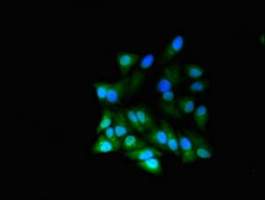 RGL2 Antibody