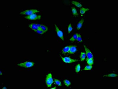 SLC20A1 Antibody
