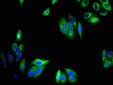 TMEM59 Antibody