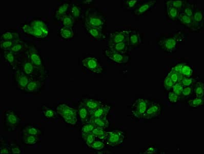 MBD1 Antibody