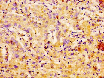 Polyclonal Rabbit anti-Human CA4 / Carbonic Anhydrase IV Antibody (IHC)