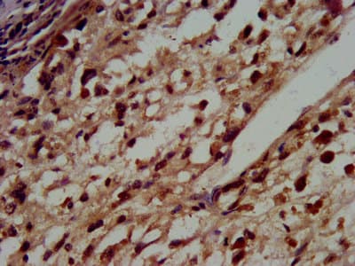 HIST1H3A Antibody