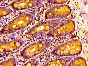 NPAS2 Antibody