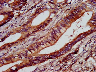 C1GALT1 Antibody