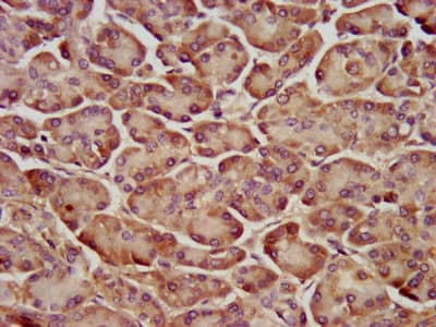 YPEL5 Antibody