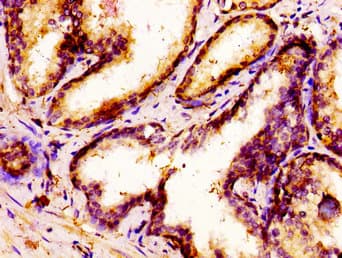 MSX1 Antibody