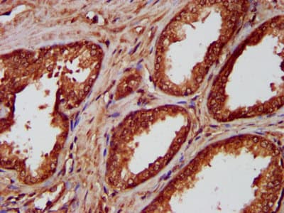 NKX2-8 Antibody