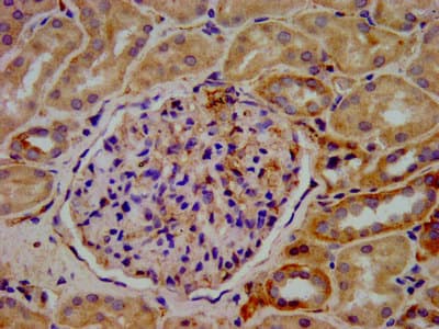 KIF20B Antibody