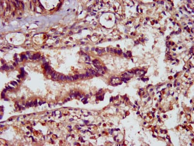 SCUBE2 Antibody