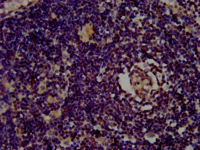 CLC Antibody