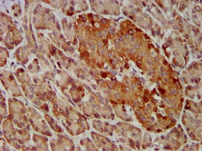 GEMIN4 Antibody