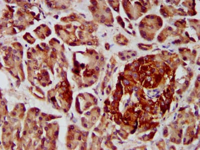 COPG2 Antibody