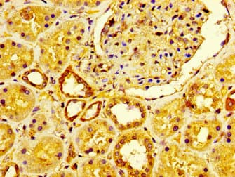 Polyclonal Rabbit anti-Human LRP2 / Megalin Antibody (IHC)