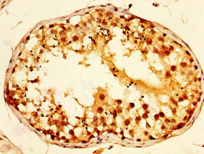 TCP1 Antibody