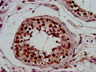 PIN4 Antibody