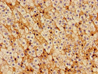 Polyclonal Rabbit anti-Human CCNH / Cyclin H Antibody (IHC, WB)