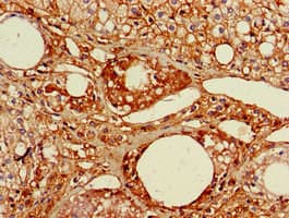 RGL2 Antibody