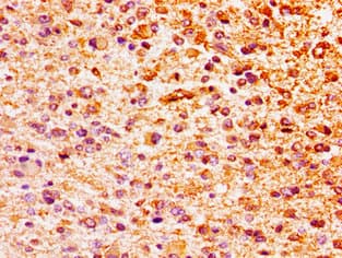 HIST1H1E Antibody