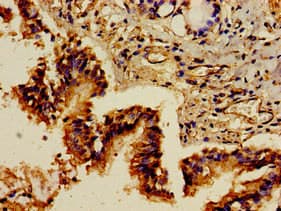 GRB10 Antibody