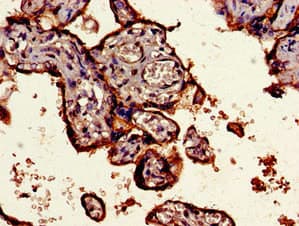 Polyclonal Rabbit anti-Human CD55 Antibody (IHC, IF)