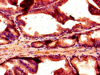 NOX1 Antibody