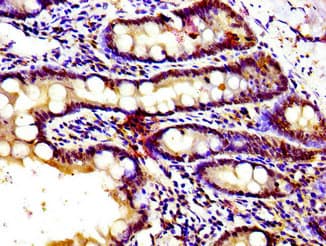 GPR39 Antibody