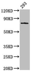 GAS6 Antibody