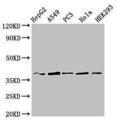 Polyclonal Rabbit anti-Human CRK Antibody (IF, WB)