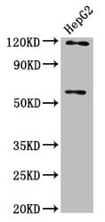 FAM20C Antibody