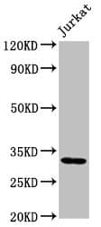 PSMG1 Antibody