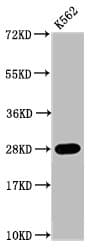 Polyclonal Rabbit anti-Human HIST1H1C Antibody (IF, WB)