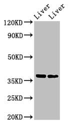 Polyclonal Rabbit anti-Human CCNH / Cyclin H Antibody (IHC, WB)