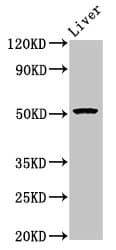 Polyclonal Rabbit anti-Human POLD3 Antibody (IHC, WB)