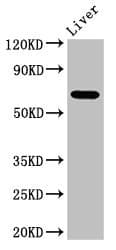 SENP2 Antibody