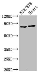Polyclonal Rabbit anti-Human RPS6KA3 / RSK2 Antibody (IHC, WB)