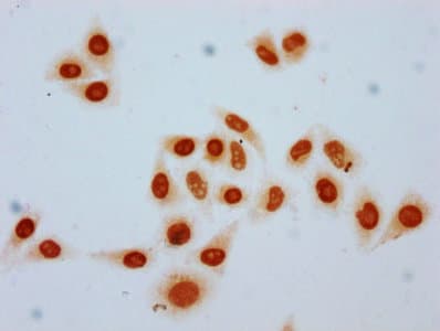 HIST1H3A Antibody