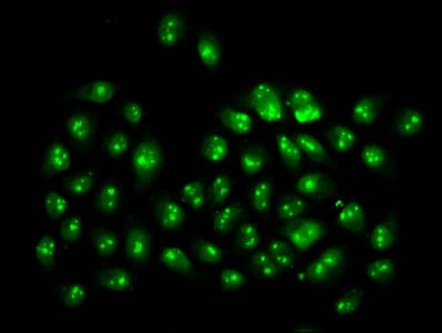 HIST1H3A Antibody
