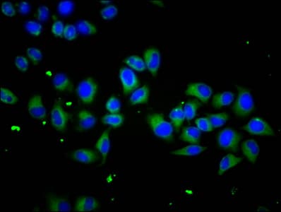 SCUBE1 Antibody