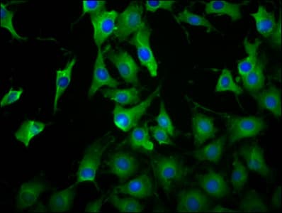 LILRB3 Antibody