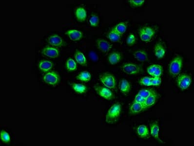 CD1C Antibody