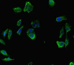 INTS9 Antibody