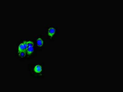 FSTL1 Antibody