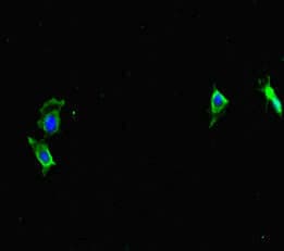 CWC22 Antibody