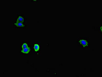 CD83 Antibody