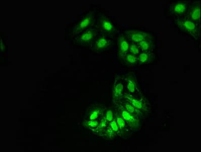 HAT1 Antibody