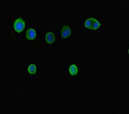 BRD7 Antibody
