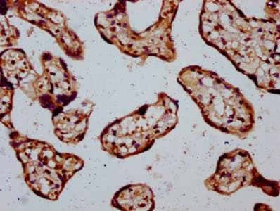 TSPAN12 Antibody