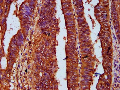 UPF3B Antibody
