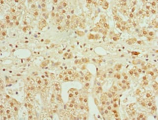 CFDP1 Antibody